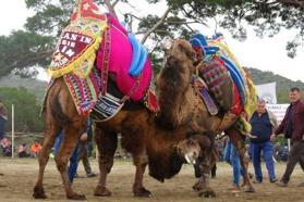 Burhaniye'de develer kıyasıya güreşti