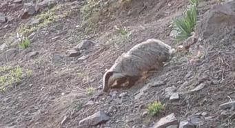 Tunceli'de kırmızı listedeki porsuk arazide beslenirken görüntülendi