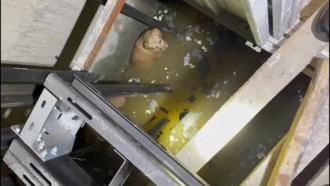 Suyla dolan asansör boşluğundaki köpekleri itfaiye kurtardı