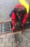 Kanala giren yavru kedileri itfaiye kurtardı