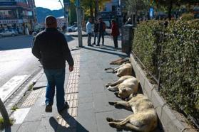Tunceli’de son 10 yılda sokak hayvanlarına şiddet olmadı