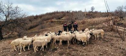 Köşk’te kaybolan 50 koyun, Ödemiş’te bulundu