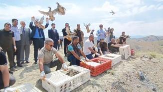 Tunceli’de süne ve kımıla karşı 600 kınalı keklik doğaya salındı