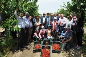 Enez’de, 'Çeribaşı kirazı' için hasat şenliği yapıldı