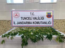 Tunceli’de evinin bahçesinde ekili 227 kök keneviri ile yakalanan kişi gözaltına alındı
