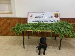 Amasya'da uyuşturucuya 1 tutuklama