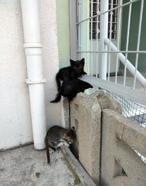 Duvar arasında sıkışan 5 yavru kediyi itfaiye kurtardı