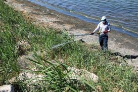 Van Gölü kıyıları ve sazlıklar, haşere ve sineklere karşı ilaçlandı