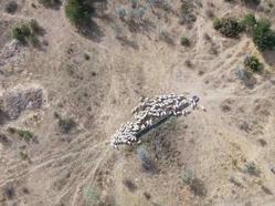 Jandarma, kaybolan 127 koyunu dronla buldu