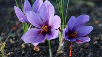 Safranbolu'yla özdeşleşen safran bitkisi 1 hafta geç çiçek açtı