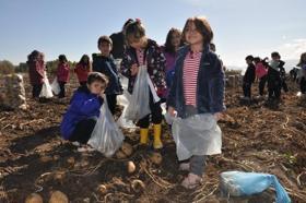 İlkokul ve lise öğrencileri patates hasadına katıldı