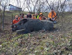 Avcılar, 600 kilogram ağırlığında domuz avlayıp, poz verdi