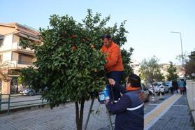 Cadde ve sokaklardaki ağaçlardan toplanan turunçlar halka dağıtıldı