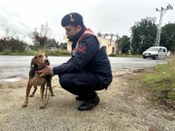 Çalınan özel eğitimli köpek bulundu, hırsızlık şüphelisi yakalandı