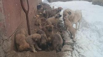 Köpek ve 12 yavrusuna hayvanseverler sahip çıktı