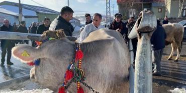 Ata yadigarı Zavot ırkı inekler yeni yüzyıla taşınıyor