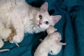 Van Kedi Villasında yavru heyecanı, 2024'ün ilk yavruları dünyaya geldi