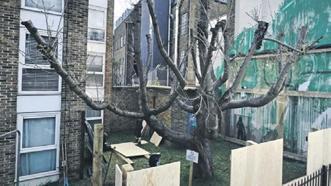 ‘Banksy’nin ağacı’ koruma altında