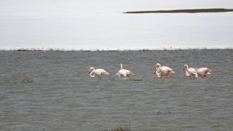 Nehil Sazlığı, ilk kez flamingoları ağırlıyor