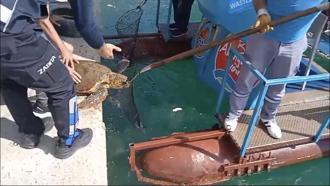 Misinaya dolanan deniz kaplumbağasını vatandaş kurtardı