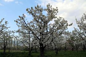 Uluborlu'da kiraz ağaçları çiçek açtı
