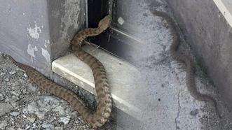 Kalede gezerken dev yılanla karşılaştı! Isırığı bir insanı öldürmeye yetiyor