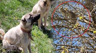 Vaşak'ın Kangal köpekleri ile imtihanı! Canını kurtarmak için ağaca tırmandı