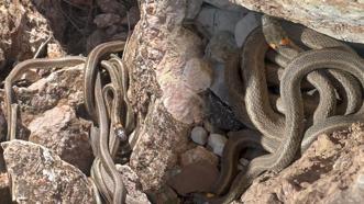 Yüksekova'da engerek yılanları sürü halinde görüntülendi