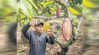 Kakao virüsüne karşı yeni yol