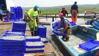 Avrupa’ya gümüş balığı ihracat ediliyor