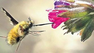 Yaban arılarının ‘can’ları tehlikede