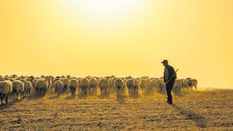 60 bin TL maaşa çoban bulunamıyor