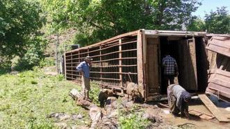 Yolda devrilen TIR'daki onlarca koyun öldü