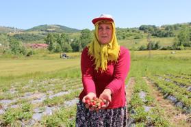 22 yıl önce tütüne alternatif olarak üretti, kendi markasını yarattı