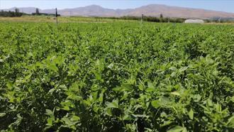 Yüksek verimli yonca çeşidi geliştirildi