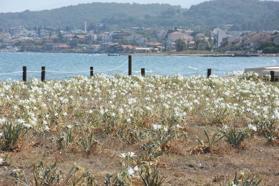 Urla'da kum zambakları, çitlerle çevrilerek koruma altına alındı