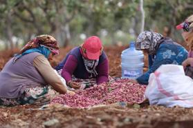 Antep fıstığını kavlatma mesaisi