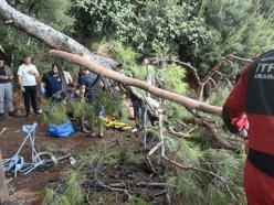 Muğla'da kuvvetli rüzgarda ağaç devrildi: 3 yaralı