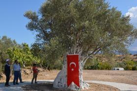 Mut'ta Zeytin ve Zeytinyağı Festivali düzenleniyor