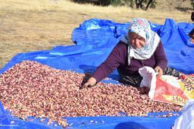 Sivas'tan 'fıstığın başkenti' Gaziantep'e fıstık gönderiyorlar