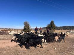 Kaybolan keçileri jandarma buldu