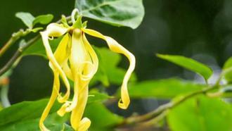 Akşam olunca çiçekleri daha çok kokuyor: Parfüm ağacı Ylang Ylang