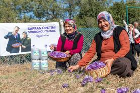 Yenişehir’de safran üretimi dördüncü yılına girdi