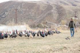 Hakkari'de yılbaşı öncesi hindiler satışa çıktı; fiyatı 4 bin lirayı buluyor