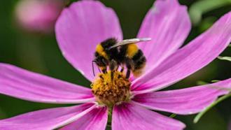 Su altında hayatta kalabiliyor: Bombus yaban arıları