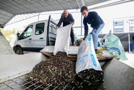 Bornova'da zeytin üreticilerine lojistik destek