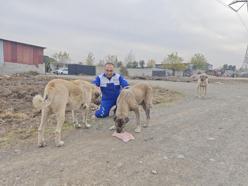 Osmaniye’de sokak hayvanlarına parazit tedavisi