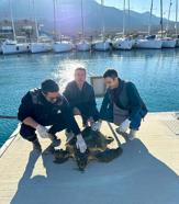 Muğla’da yaralı caretta caretta, tedaviye alındı