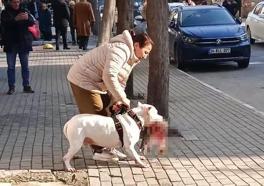 İstanbul - Avcılar'da sokak kedisini öldüren yasaklı ırk köpeğin sahibi yakalandı