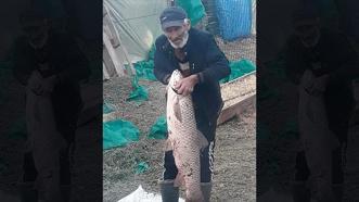 Edirne’de 1 metre boyunda 13 kilo ağırlığında sazan balığı yakalandı